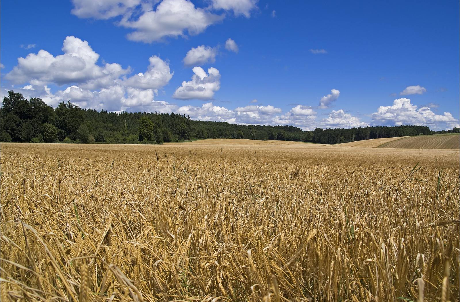 Reifes Getreidefeld unter blauem Himmel